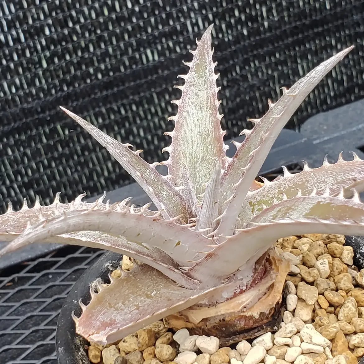 F00613_Dyckia marnier-lapostollei 'Wide Leaf New Form' Hybrid NNN