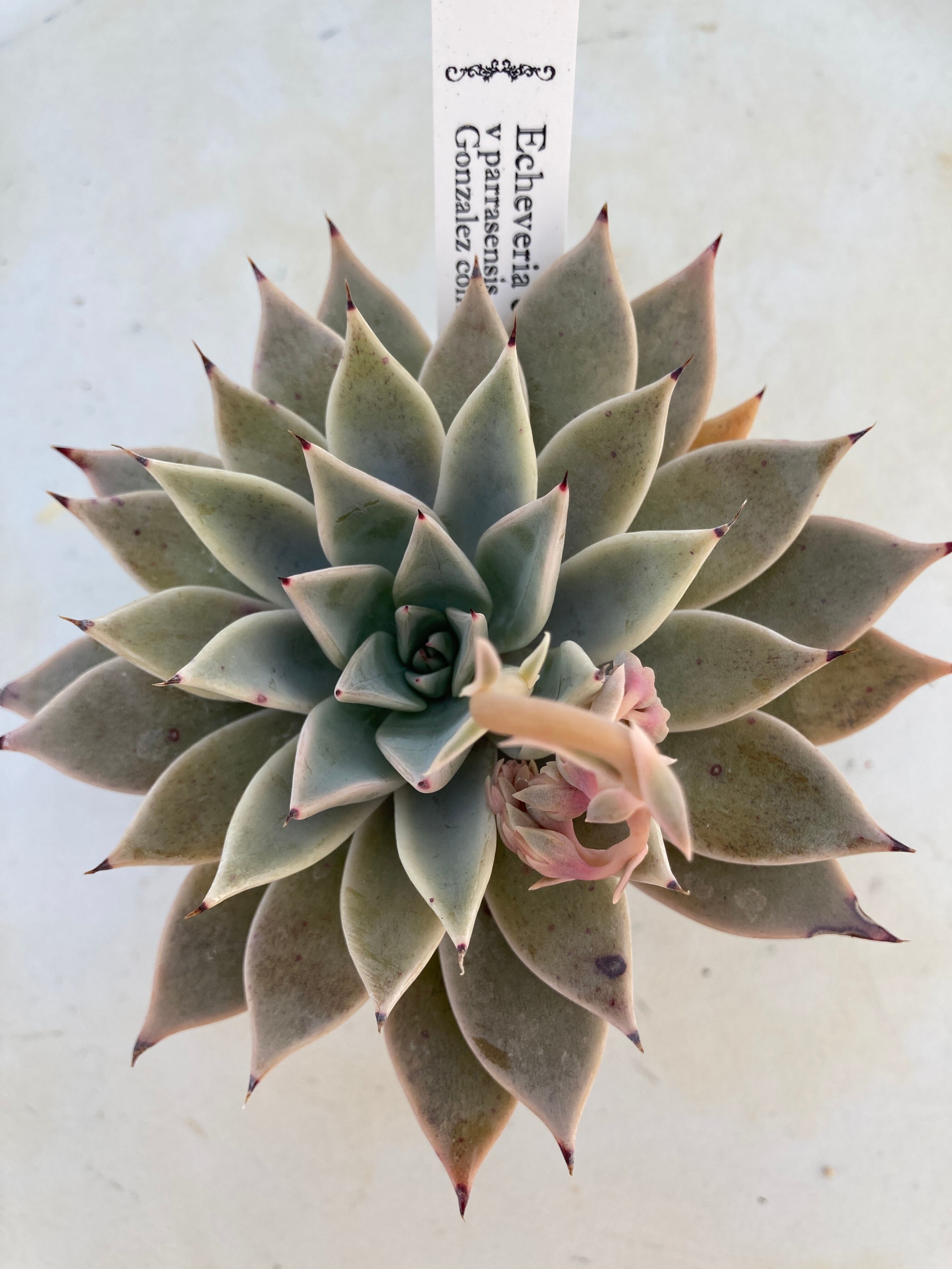 現物商品】 cuspidata 'Parrasensis' レオゴンザレス 大株 | 多肉植物