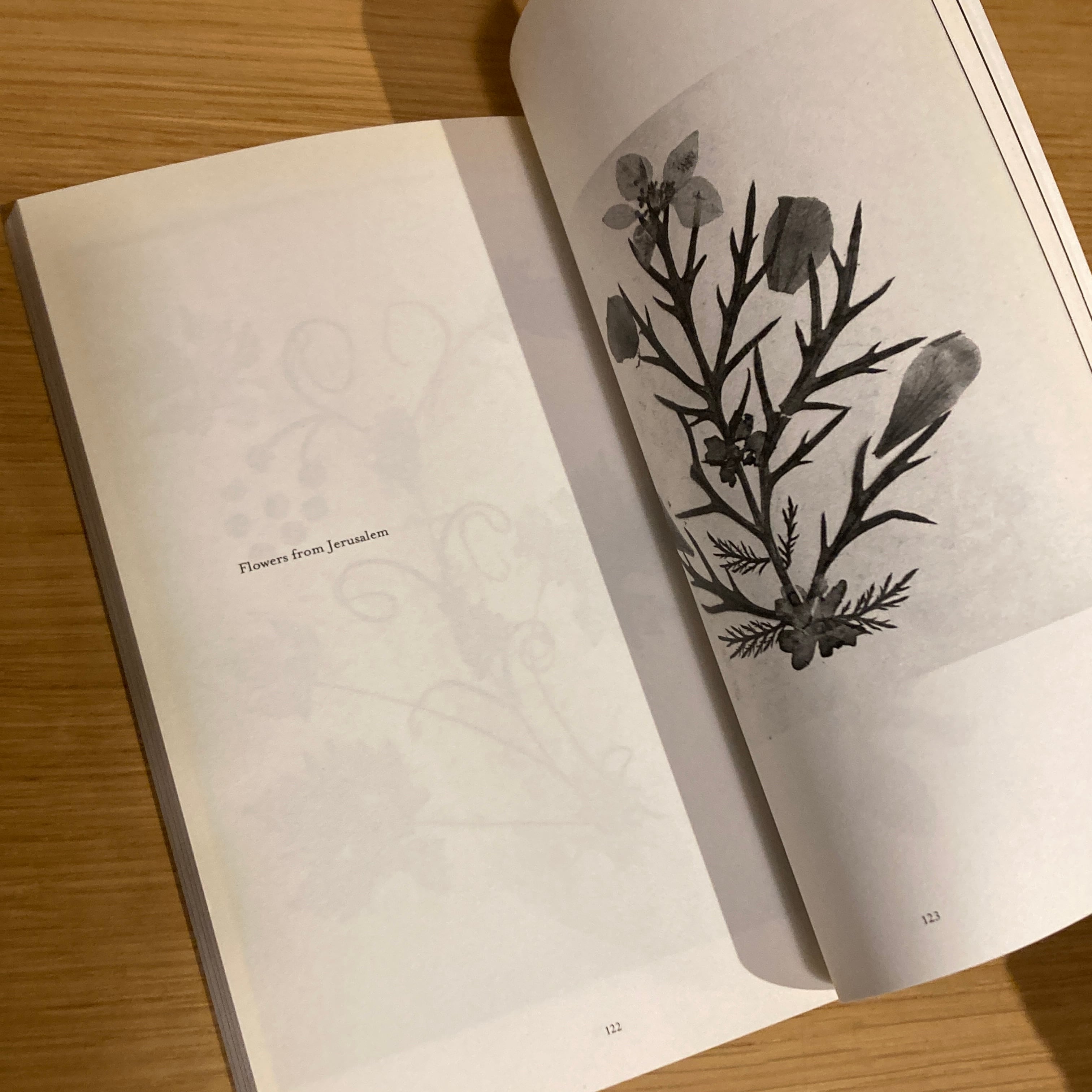The Politics of Flowers / Terri Weifenbach | 百年
