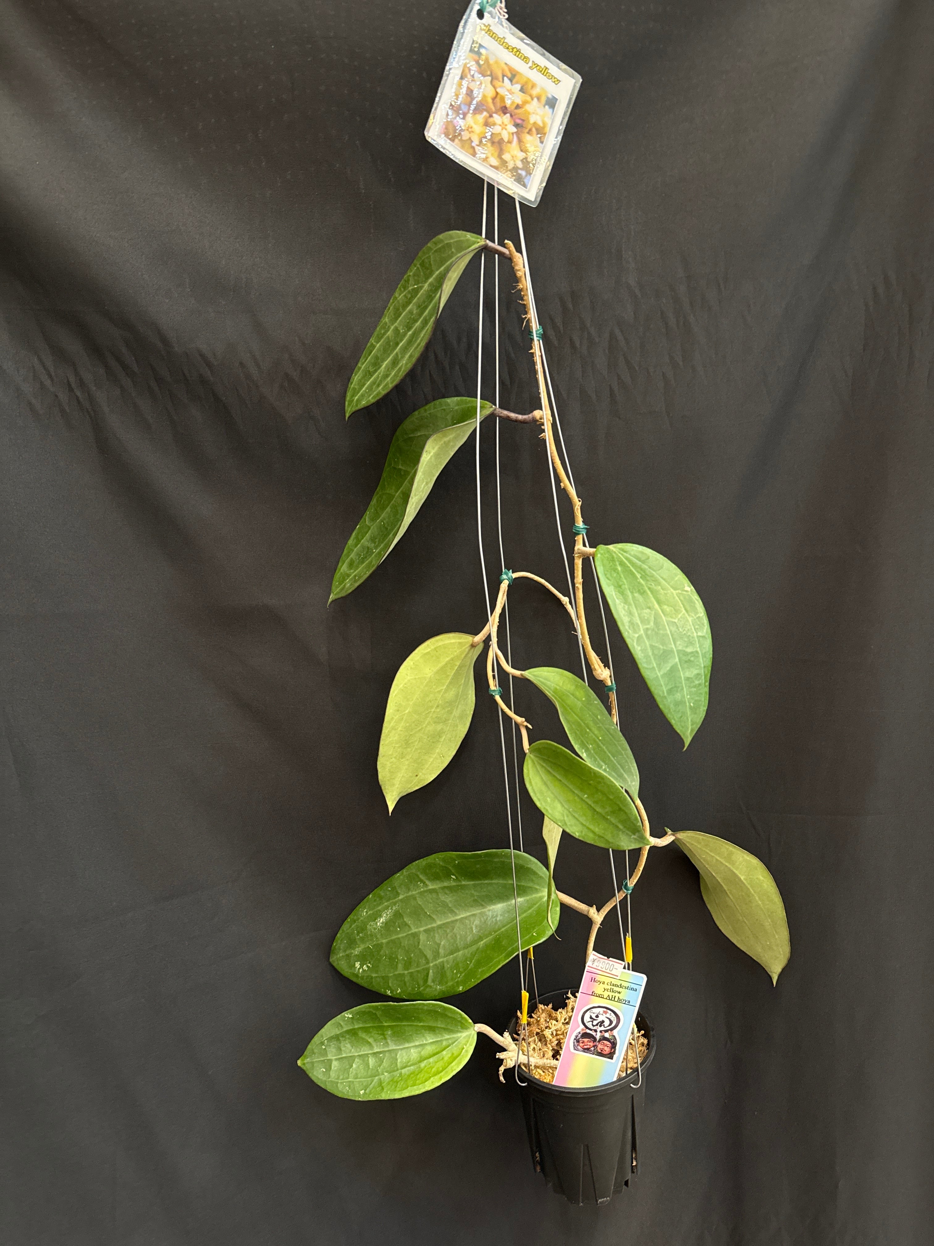 GWセール　珍種　レア　原種ホヤ　Hoya Lyi Noid① 1539 ホヤ クランデスティーナ イエロー from AH hoya | Gardenえん