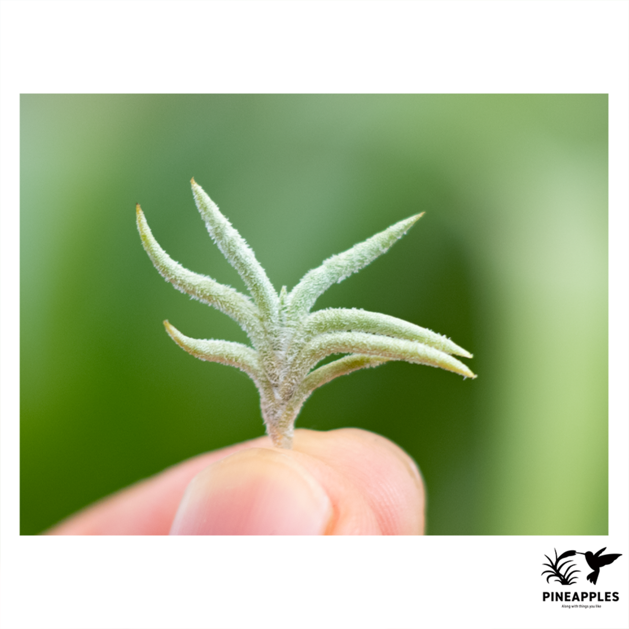 Tillandsia capillaris HR7100 - 1