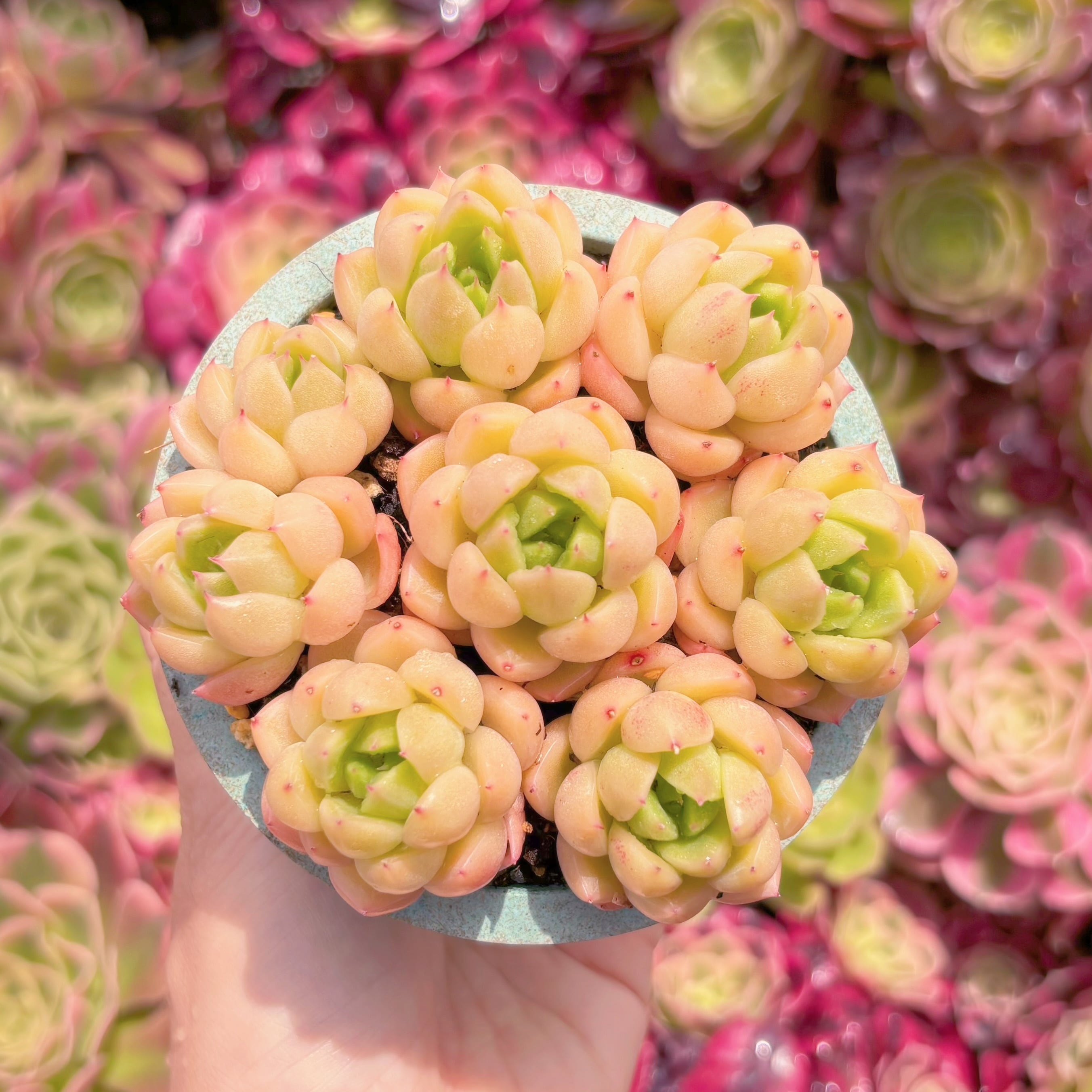 多肉植物　晴空(7苗)　新入荷　るる農園