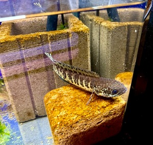 バイオレットスネークヘッド