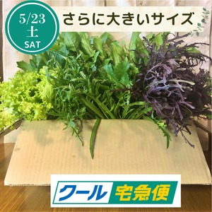 ＜クール便・5/23（土）収穫・発送＞【さらに大きいサイズ】季節のお野菜セット