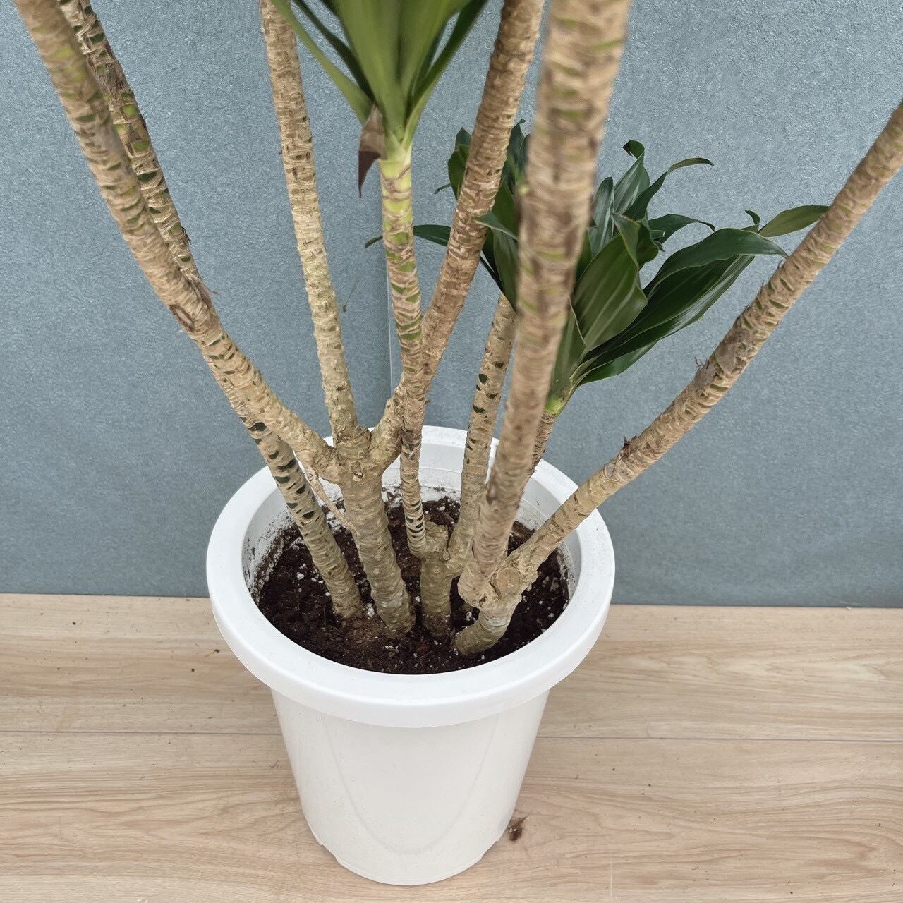 現品］☆一部斑入☆ 17番 ドラセナ コンパクタ 8号 観葉植物 室内