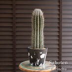 武倫柱 柱サボテン 5号 マーブル樹脂ポット 高さ45cm パキケレウス ブリン柱 ブリンチュウ 0813BW