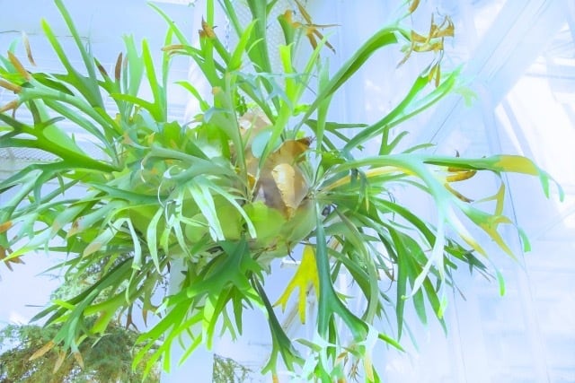 マセラティ　ビカクシダ　M 極美品 ビカクシダ マセラティ ④ | ビザールプランツを育てはじめました！