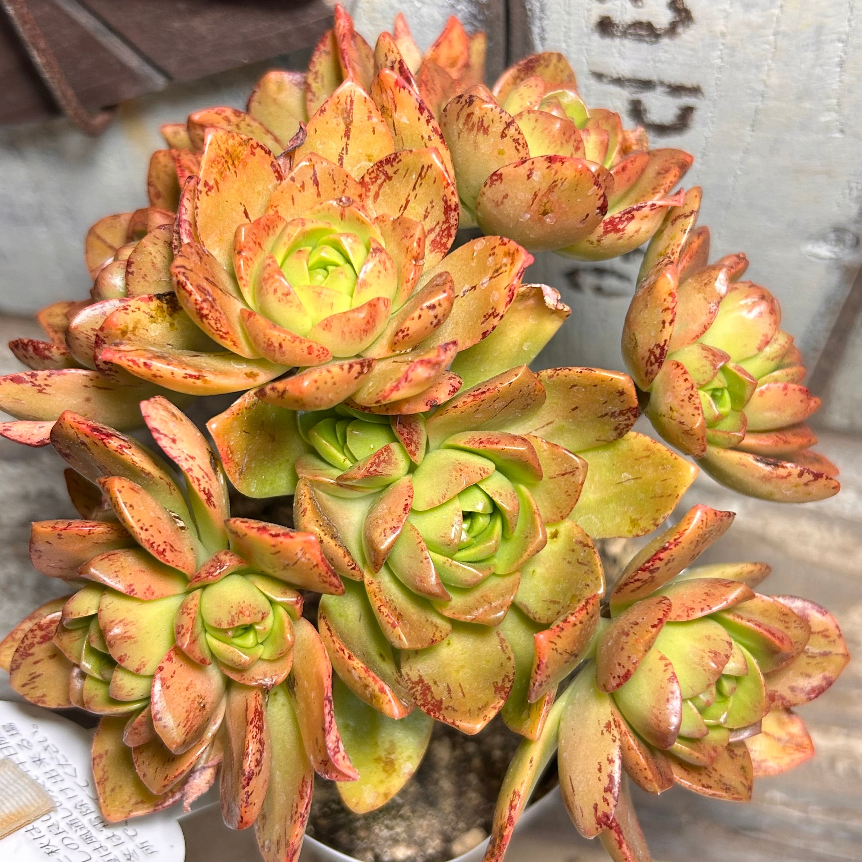 アエオニウム | RuPo 多肉植物専門店