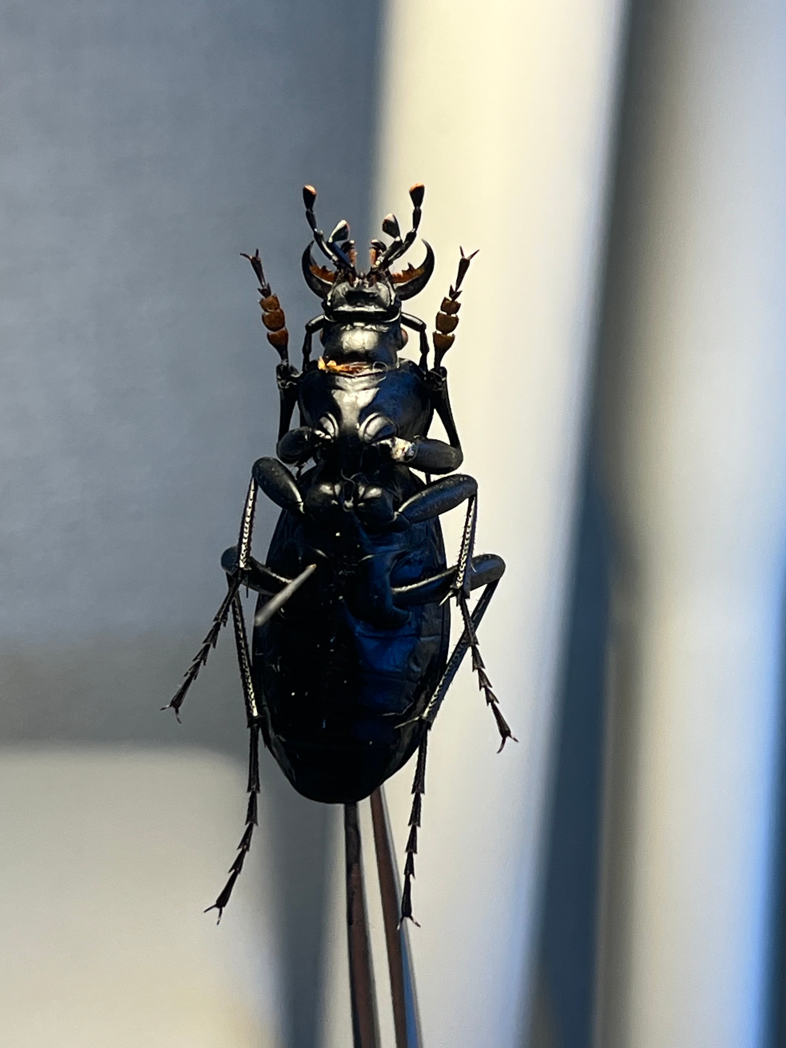 36mm】ボンヴロワキンオサムシ トルコ産 標本 イボハダオサムシ 青緑