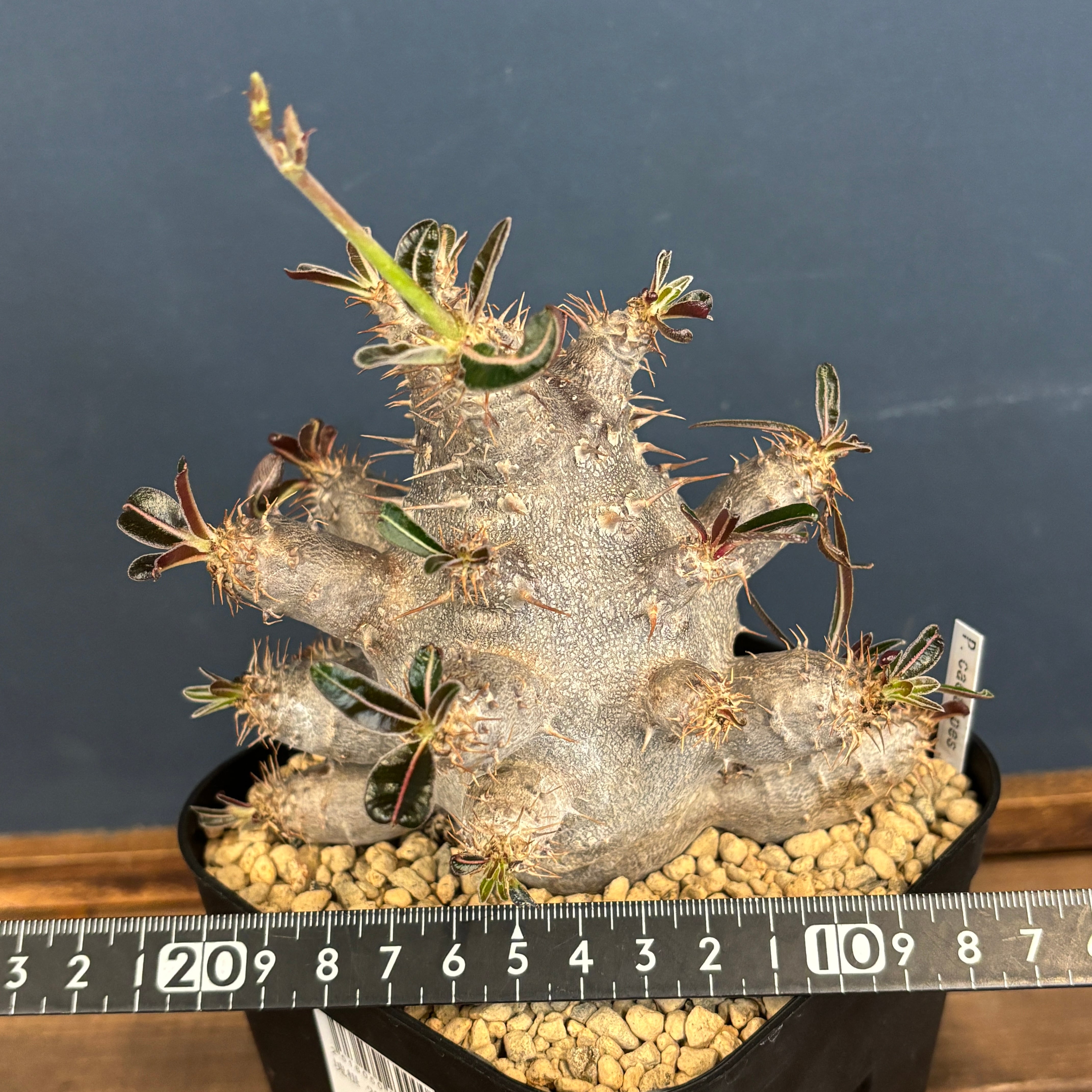 パキポディウム カクチペス【976】 | PROTOLEAF プロトリーフ