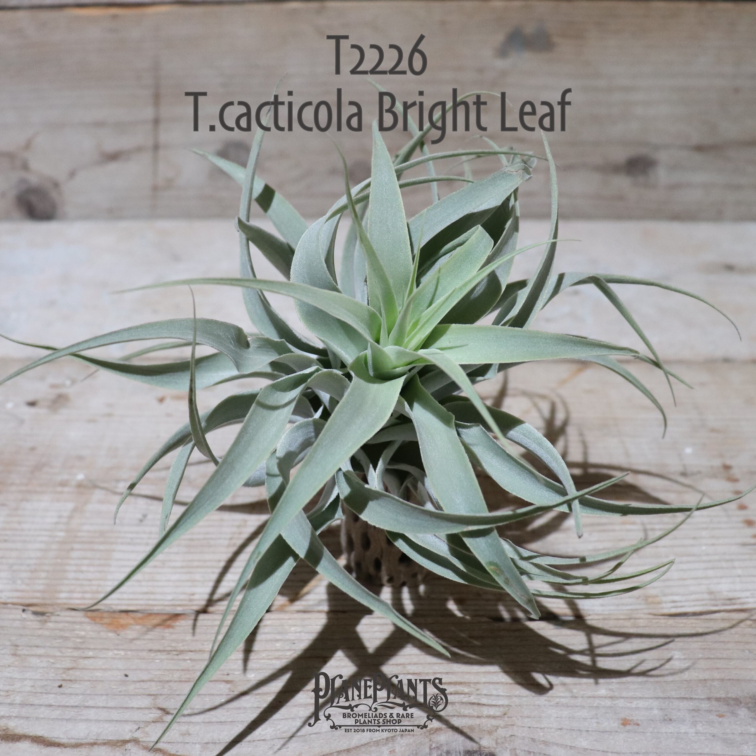 【送料無料】cacticola Bright Leaf〔エアプランツ〕現品発送T2226