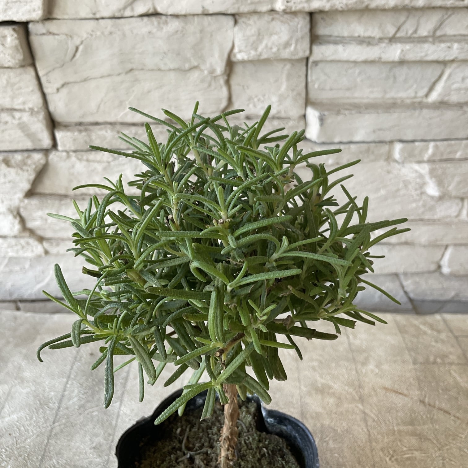 ローズマリー スタンダード仕立て 3.5寸ポット | 橋本種苗園