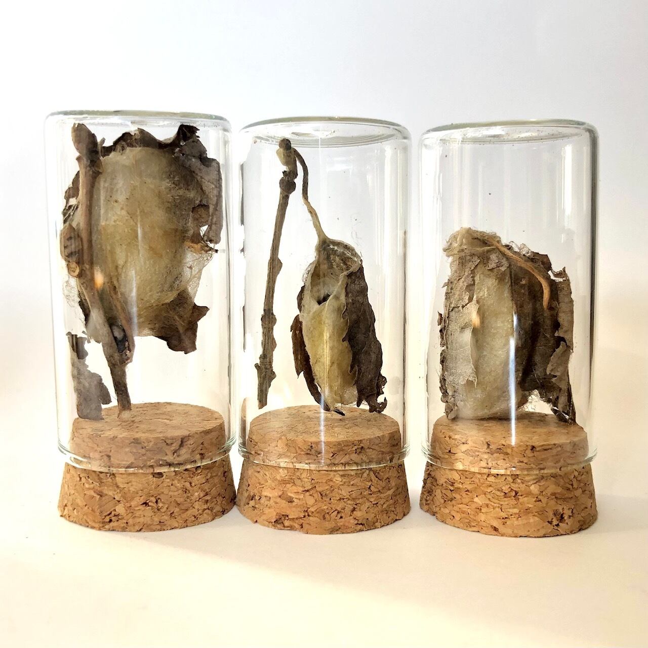 オニヤンマのヤゴ（抜け殻）】ビン入り標本 | aiai生物部