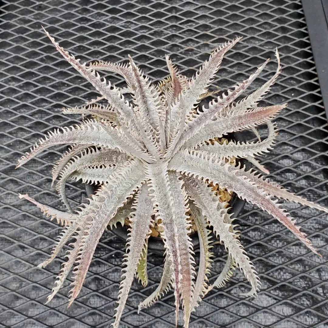 F00463_Dyckia 'Satith'：ディッキア・サティス（子株） | レア