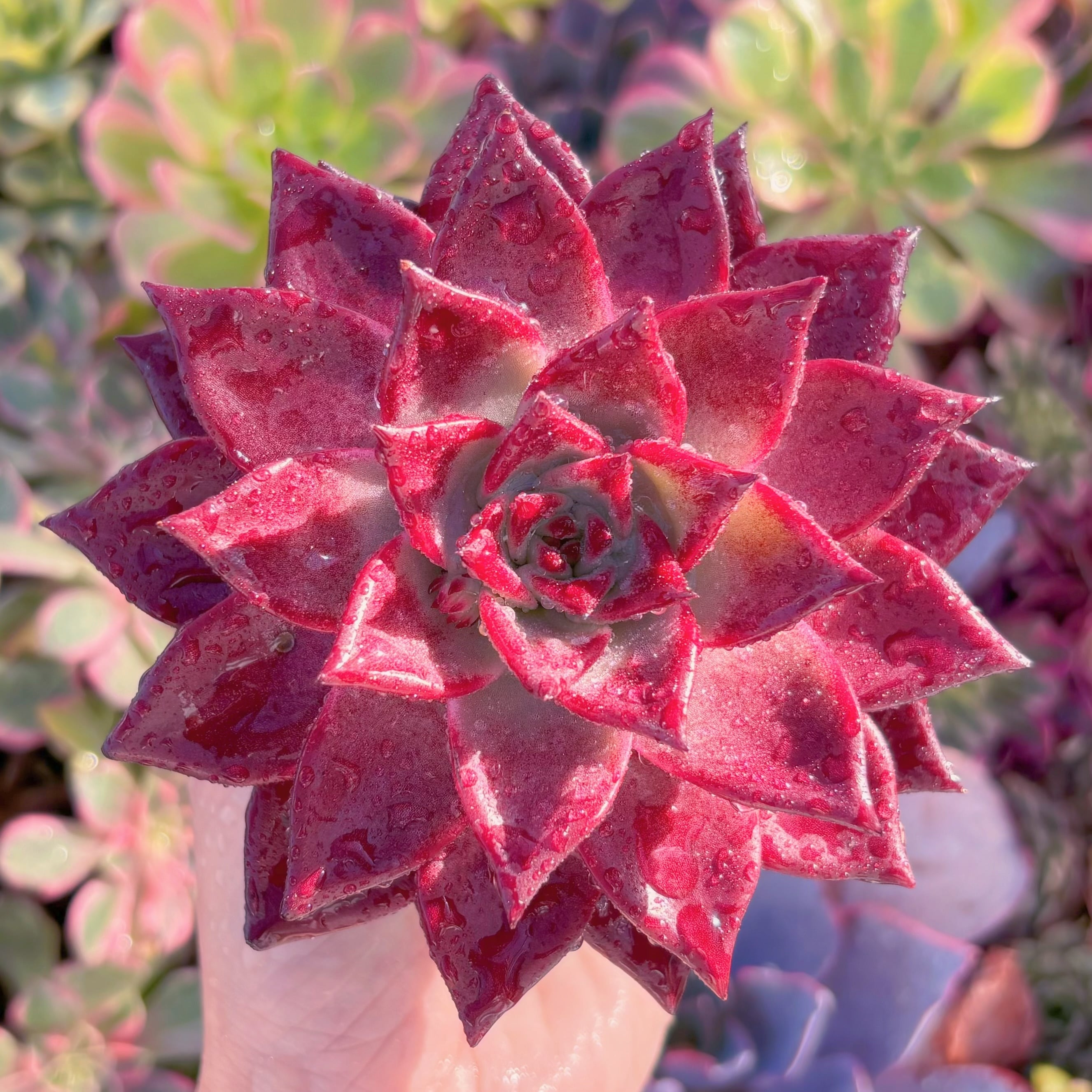 現品　ロメオルビン#A094　超美苗　るる農園