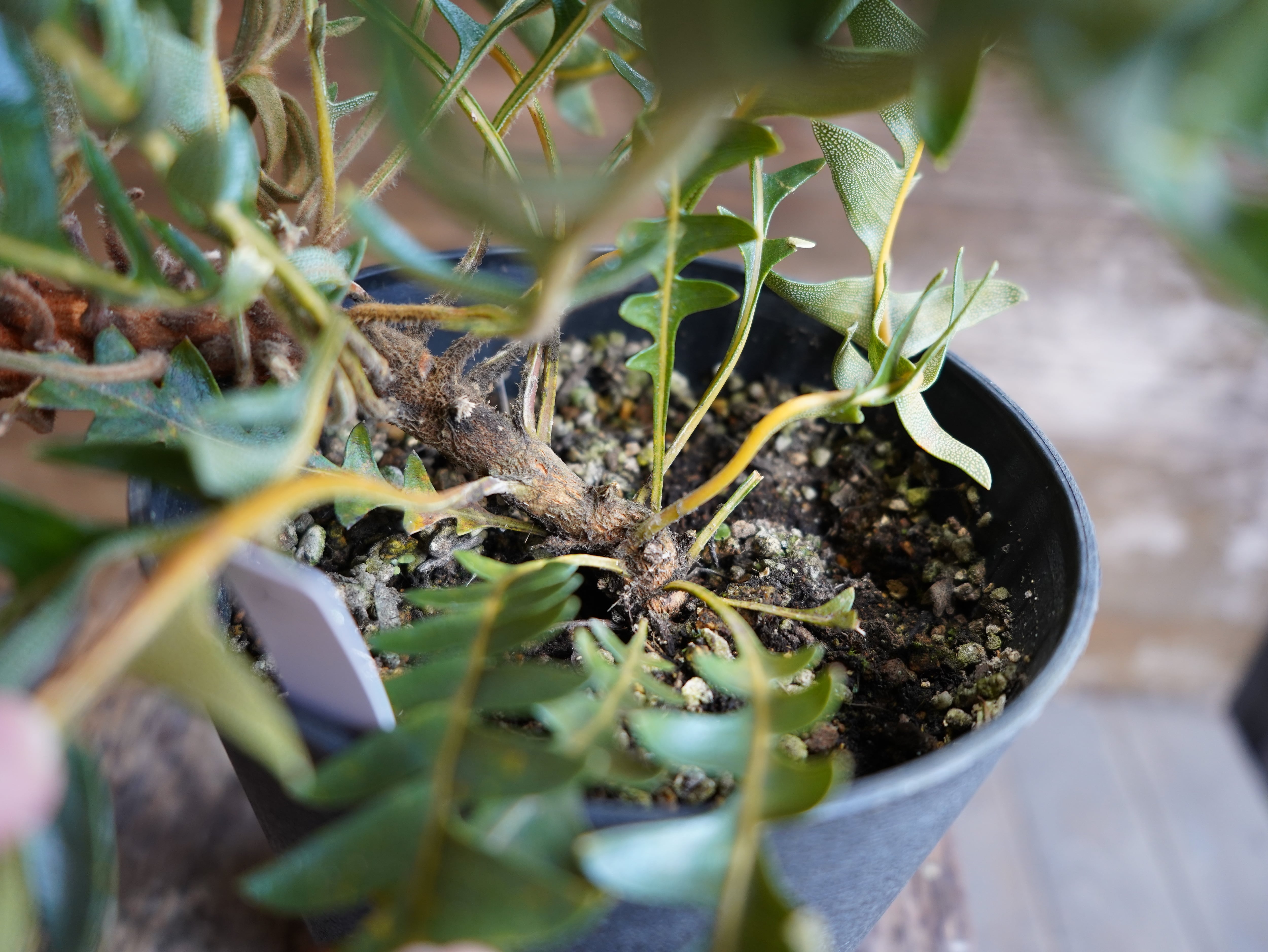 【現物】バンクシア "ブレイクニフォリア" C