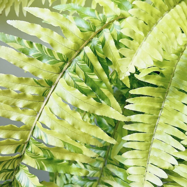 【一点限定】ネフロレピス タイガー ハッピーマーブル ハンギング 希少 観葉植物 calm cafe