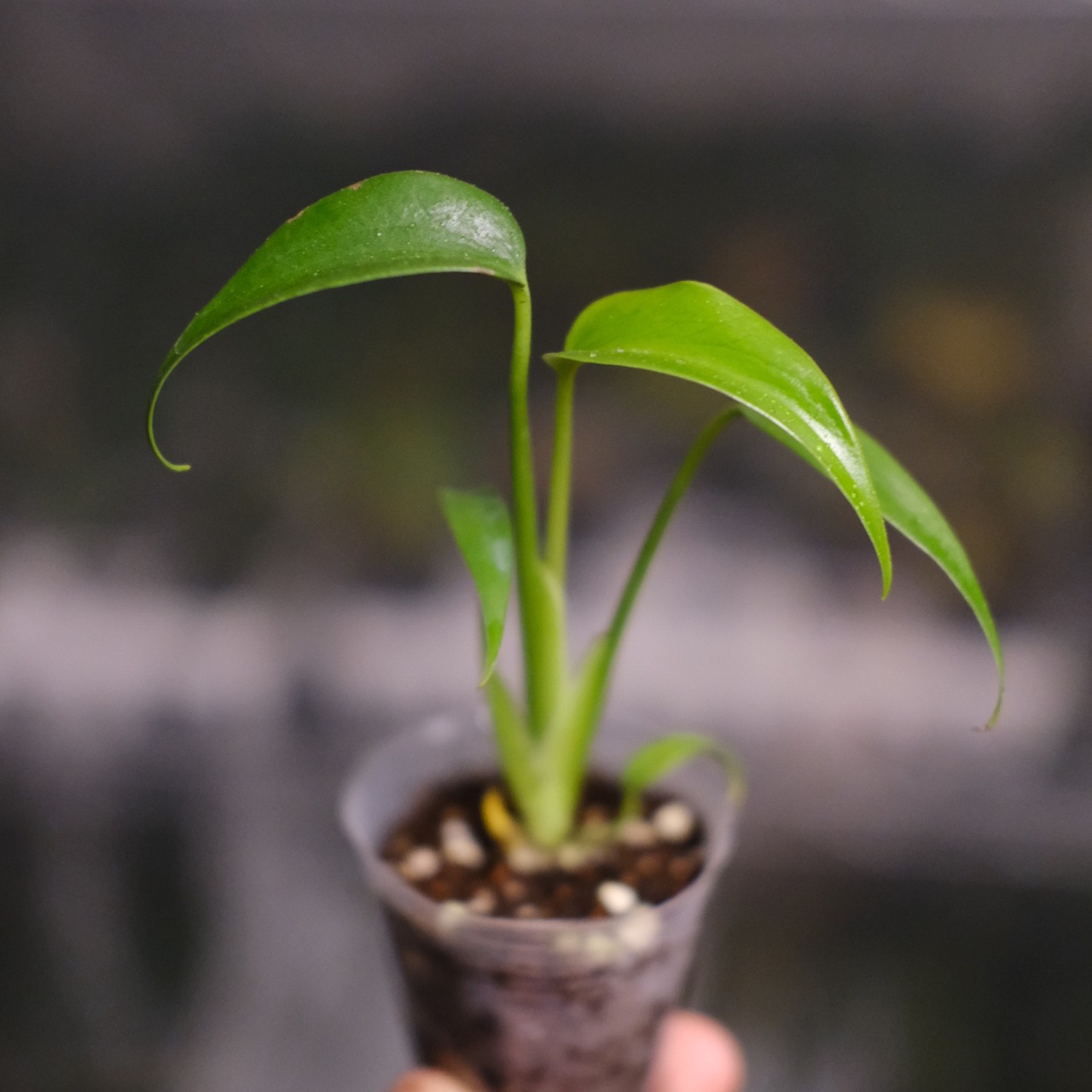 モンステラ バールマルクスフレーム / Monstera 'Burle Marx's Flame⑤