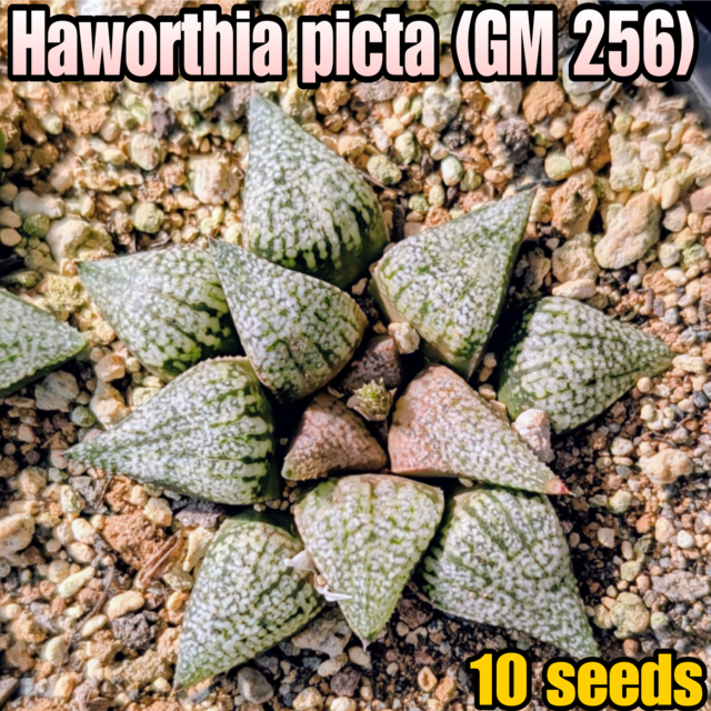 種子/10粒】Haworthia picta (GM 256)/ハオルチア・ピクタ | YAJIMA