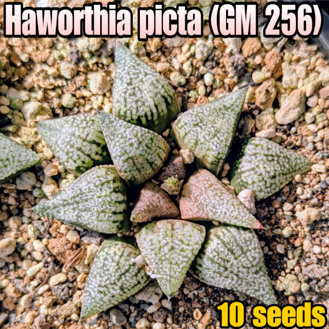 種子/10粒】Haworthia picta (GM 256)/ハオルチア・ピクタ | YAJIMA 種子/10粒】Haworthia picta (GM 256)/ハオルチア・ピクタ | YAJIMA