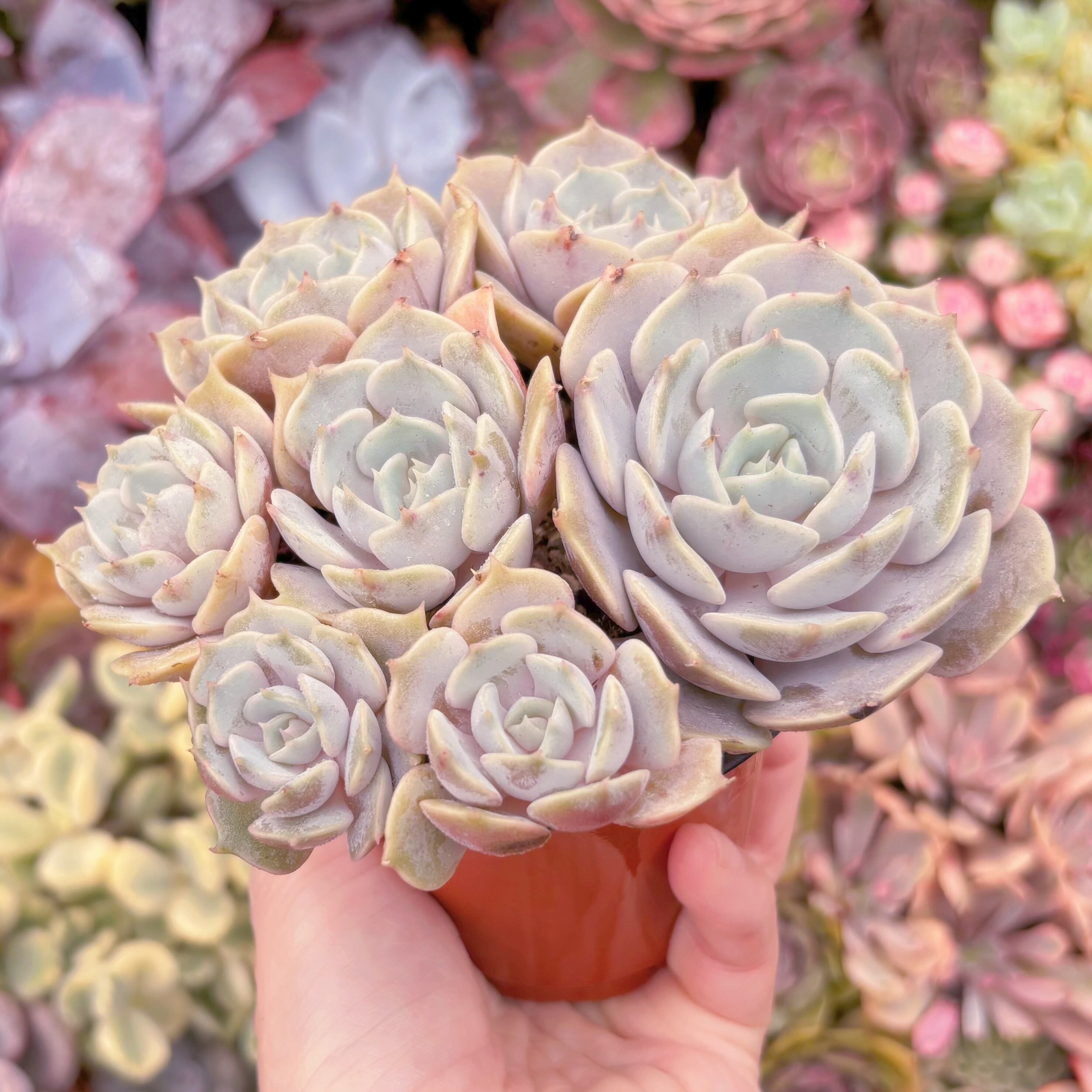 現品 ローラ#F056 大群生 新入荷 るる農園 | るる農園~多肉植物専門