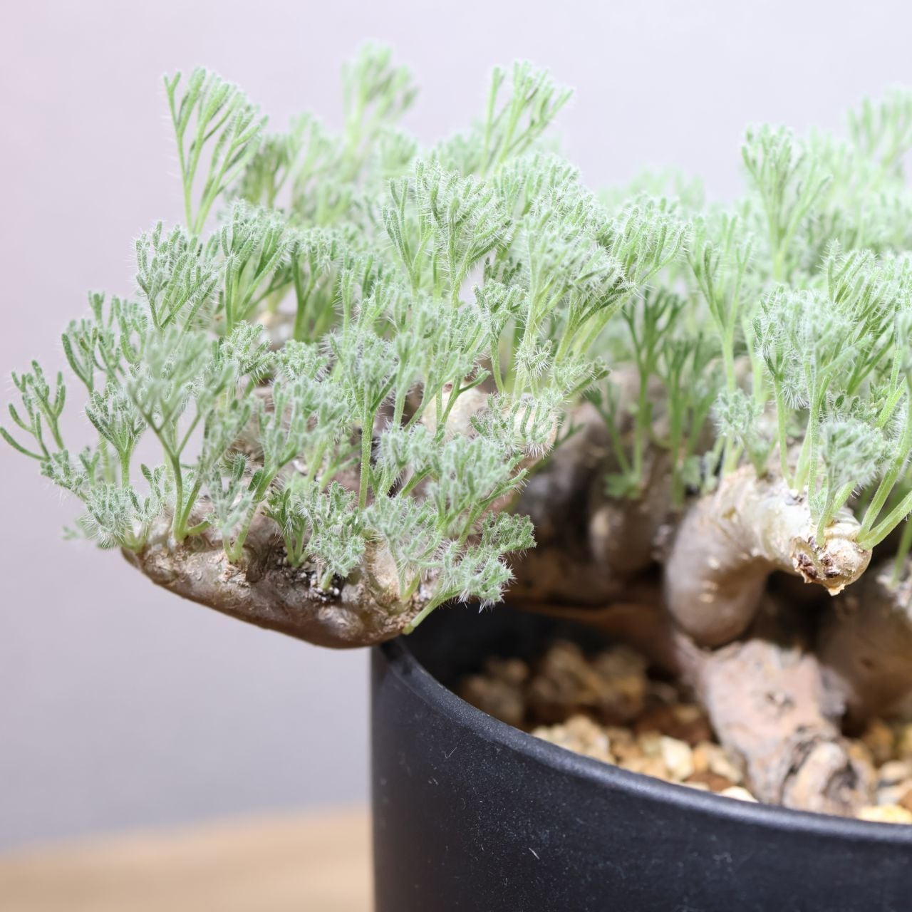 363 そのギャップにやられる『サルコカウロン ムルチフィダ