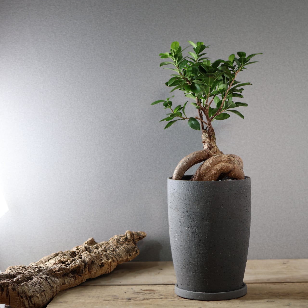 513『ガジュマル陶器鉢』観葉植物【送料無料】 | MARX PLANTS | 観葉