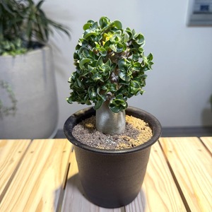 アデニウム　巻葉