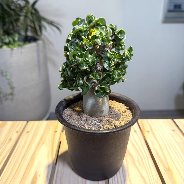 アデニウム　巻葉