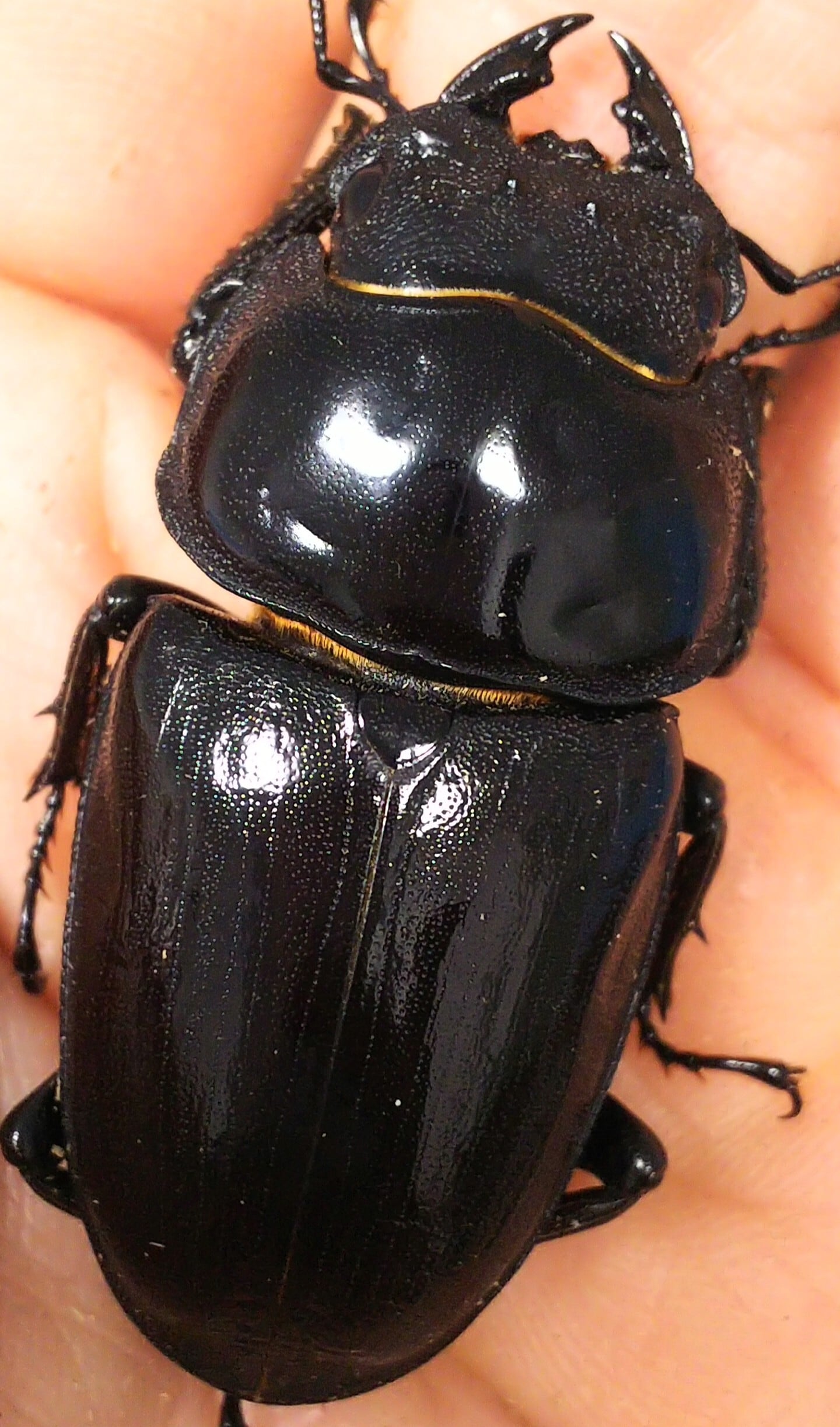 ◇◇極太極厚阿古谷産オオクワ76ミリペア逆ハ入り◇◇顎幅6.7-6.8顎厚5.8