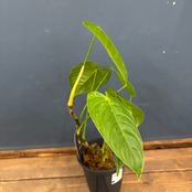 フィロデンドロン テヌー【951】