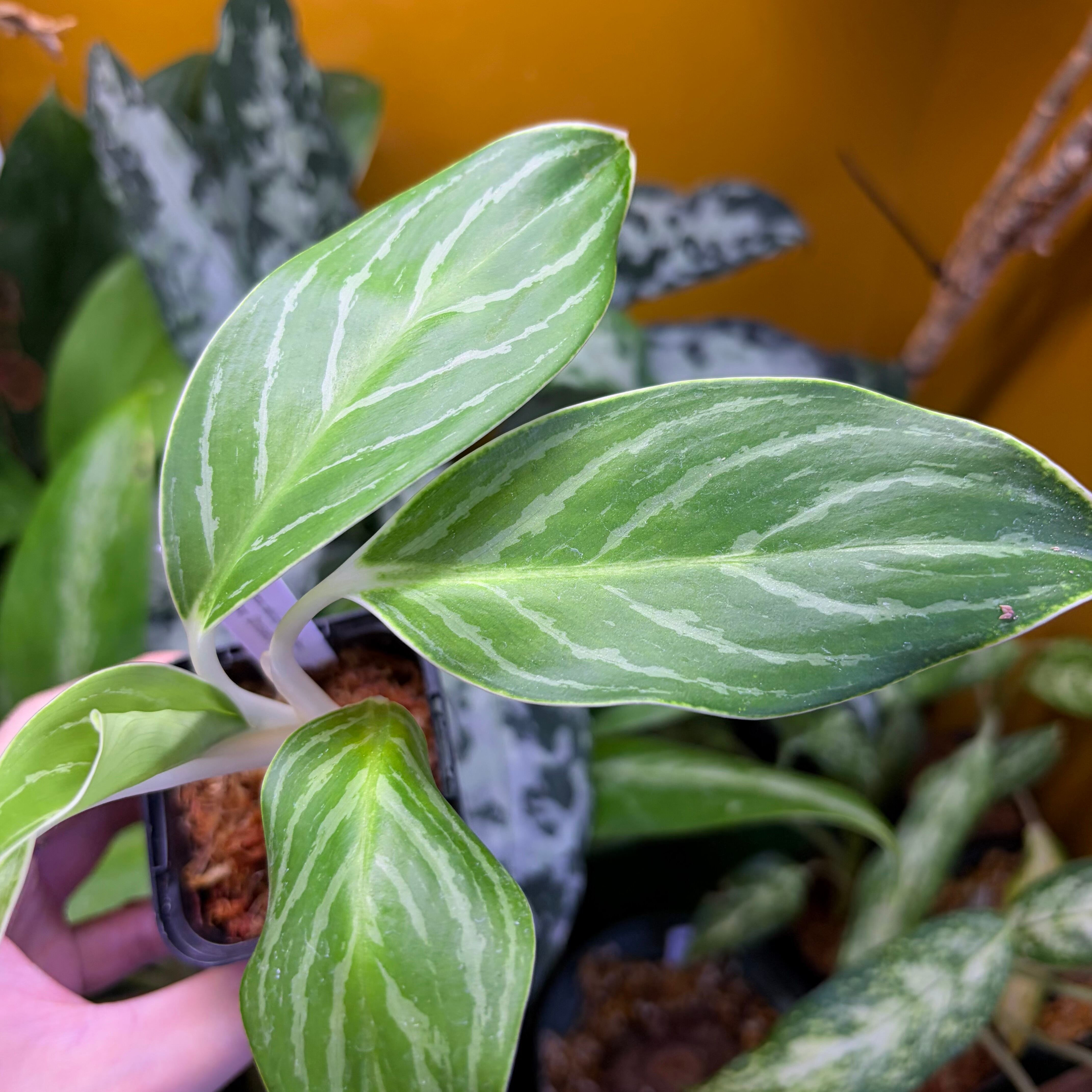 ブセファランドラ sp. Sanggau, aff. B. filiformis 観葉植物 ブセファランドラ sp. Sanggau, aff. B. filiformis
