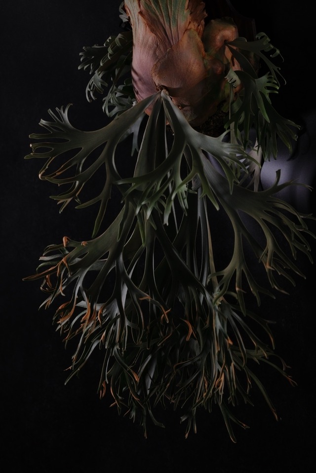 P.Willinckii 月光爪哇 Pups