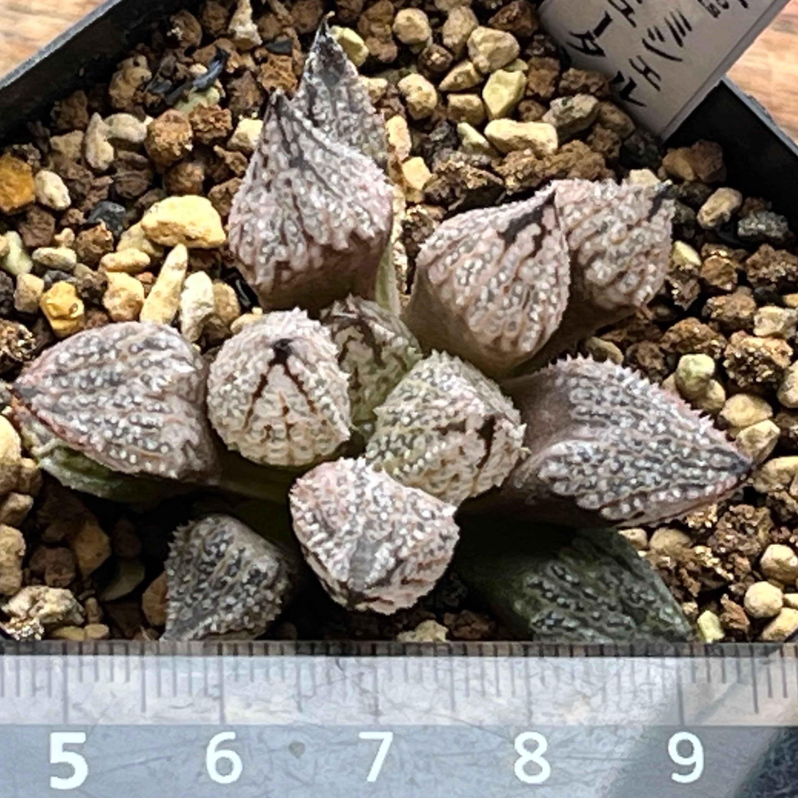 ハオルチア ミシェルミュータント | mocono_plants