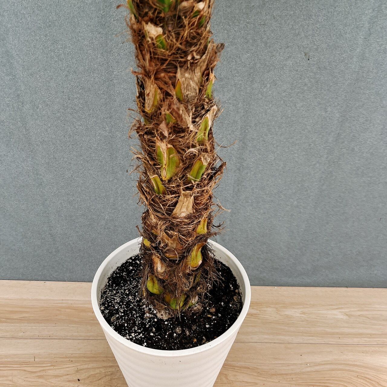 現品］21番 フェニックスロベレニー 8号 観葉植物 室内 ヤシ 南国風