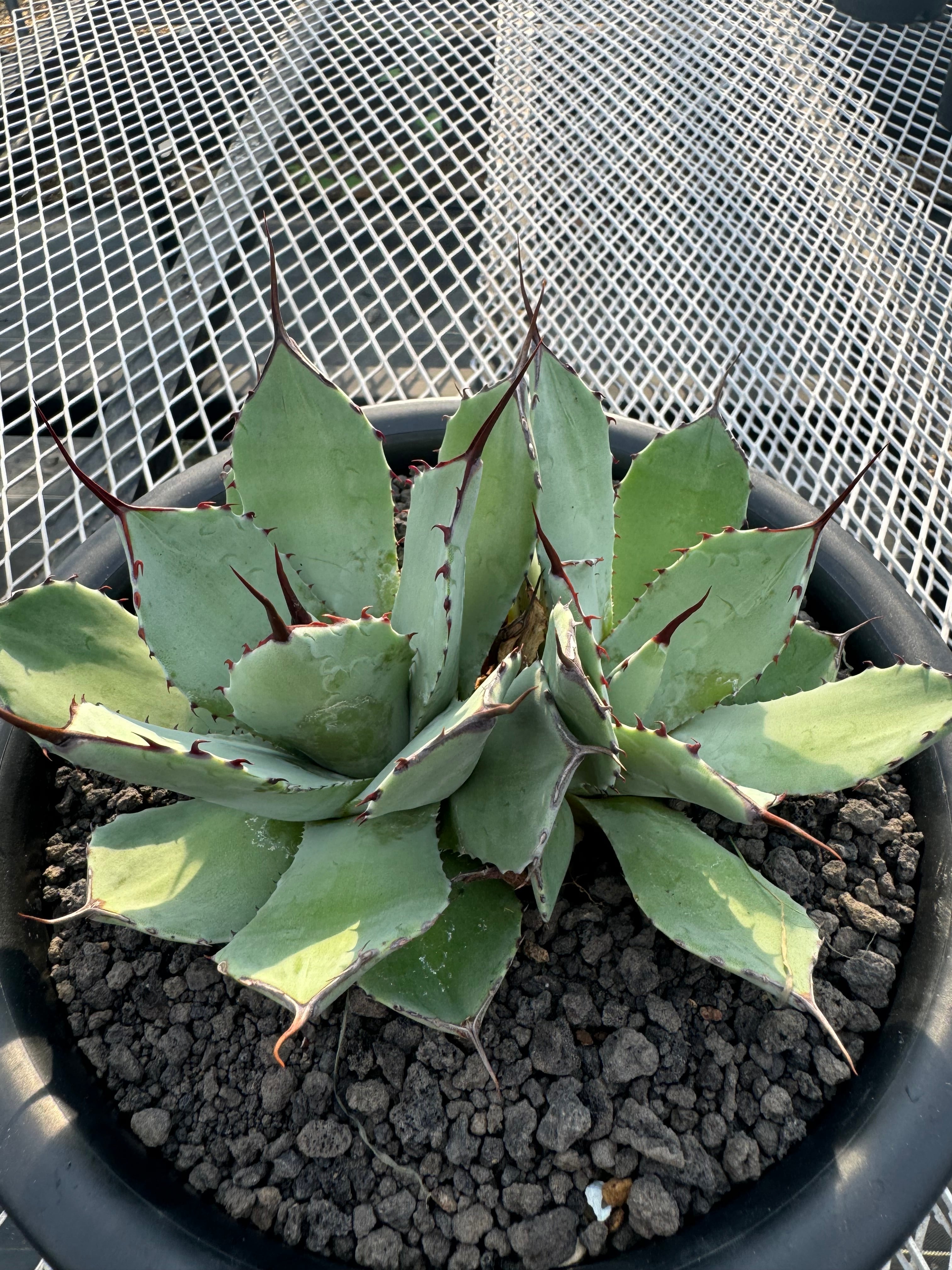 アガベ パリートランカータ ハンティントン 大株 惜しかっ 