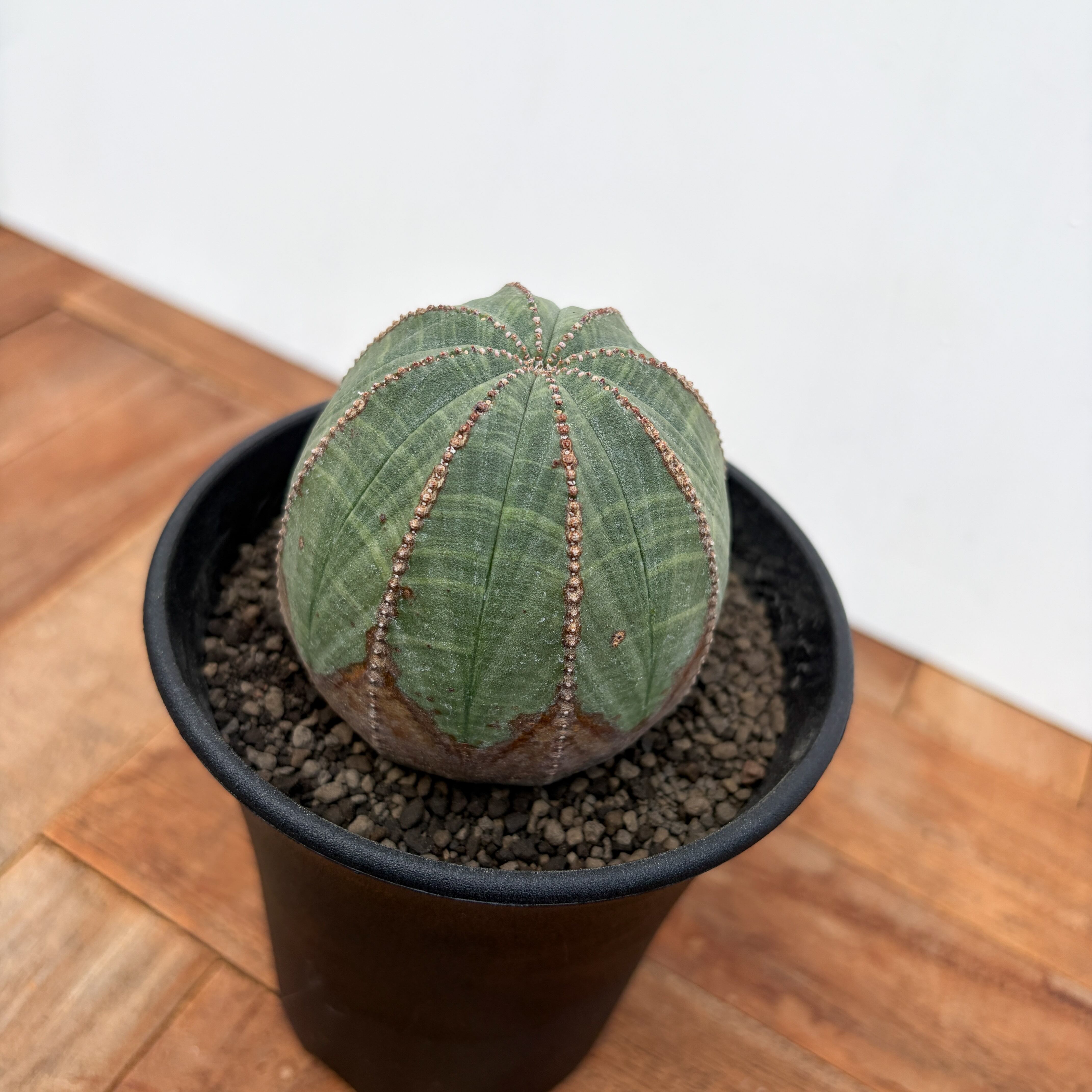 Euphorbia obesa【ユーフォルビア・オベサ・♀】 | RIMO'S GREEN