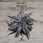 【送料無料】Kelly × BS F3 D033《ベアルート株》〔ディッキア〕現品発送D0187