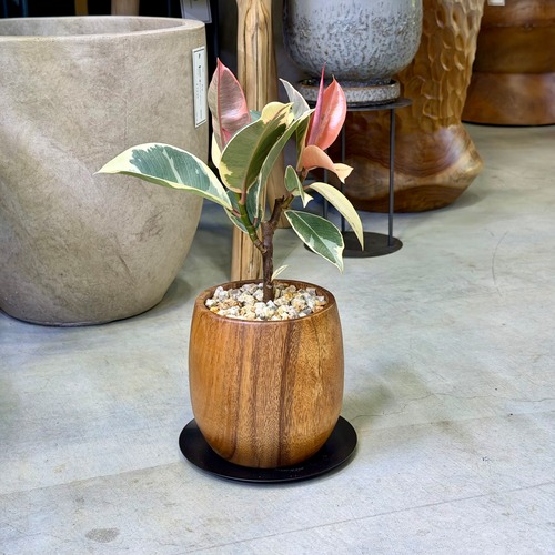 フィカス・テネケ