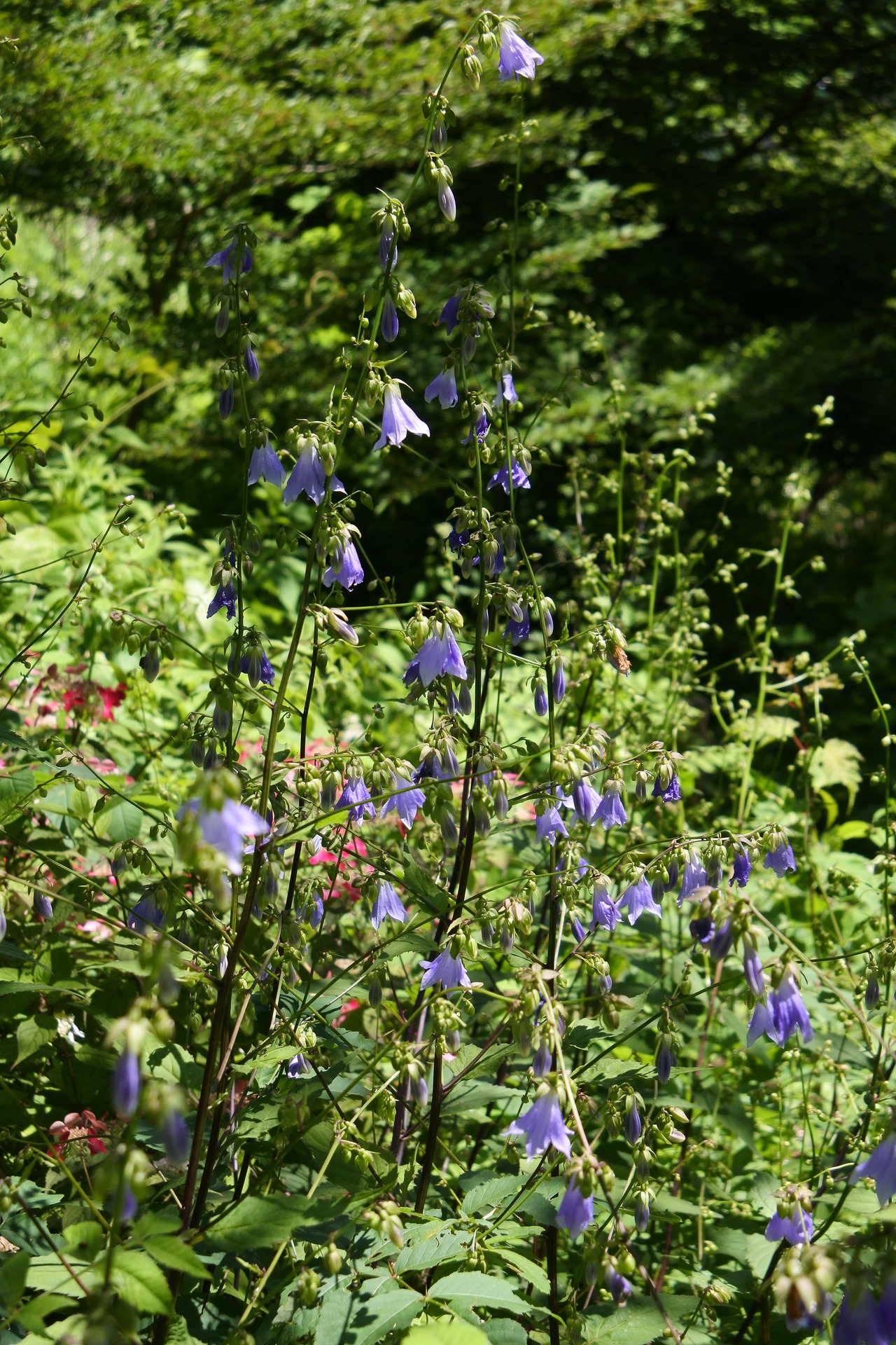 ソバナ　９ｃｍポット【山野草】の画像04