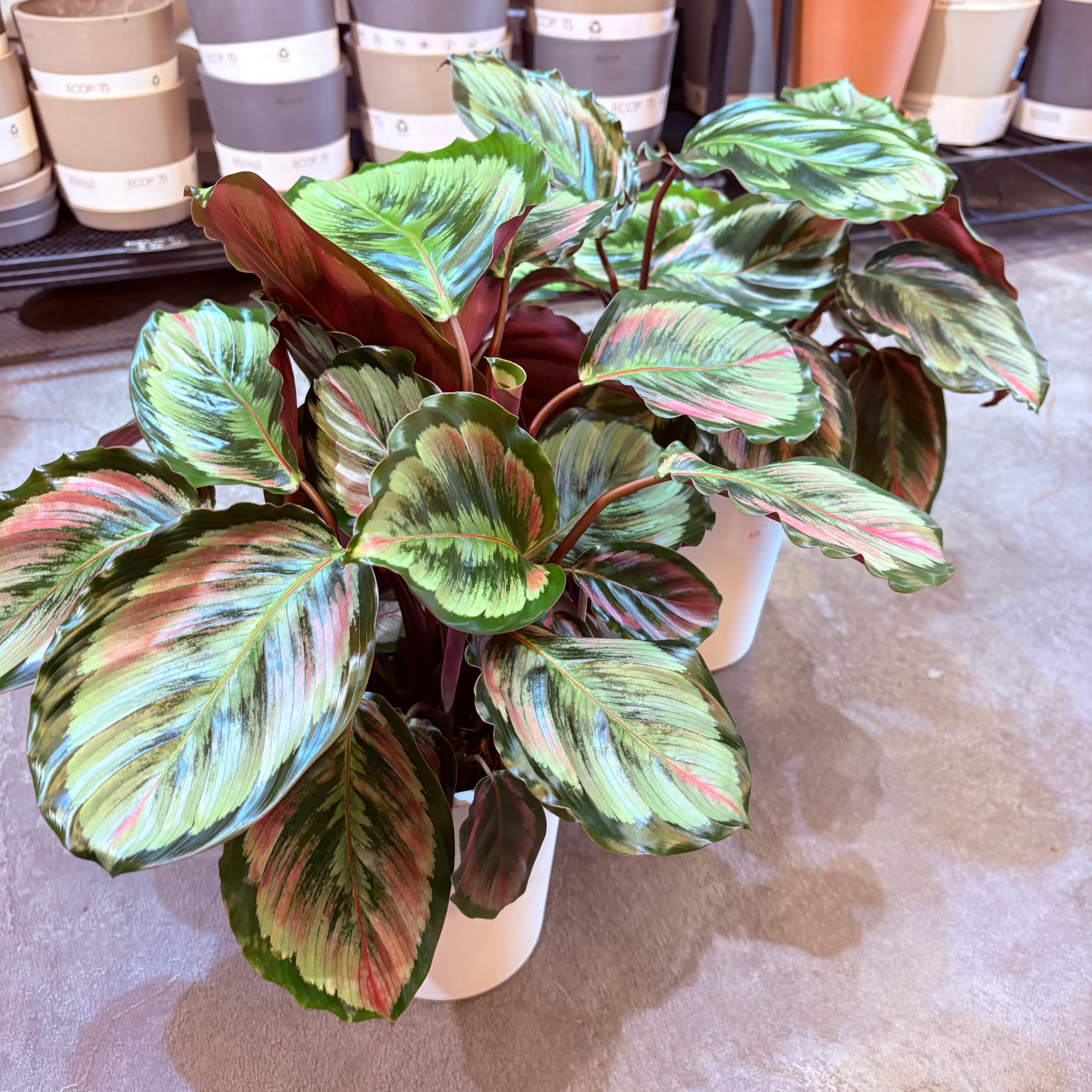 カラテア メダリオンV2 6号 | Green Vibes 宇都宮市の観葉植物専門店
