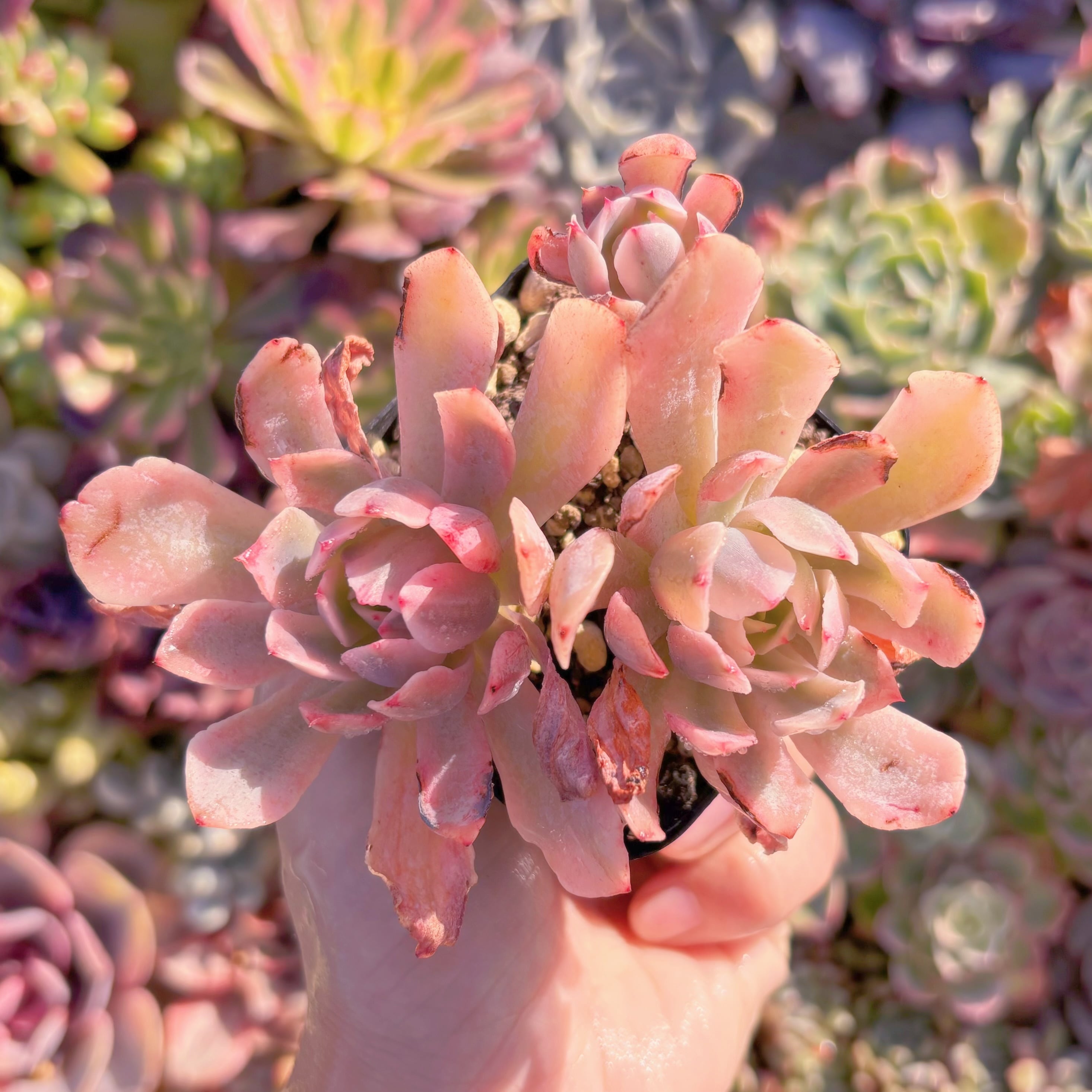 現品　hoveyi錦#M174　群生　るる農園