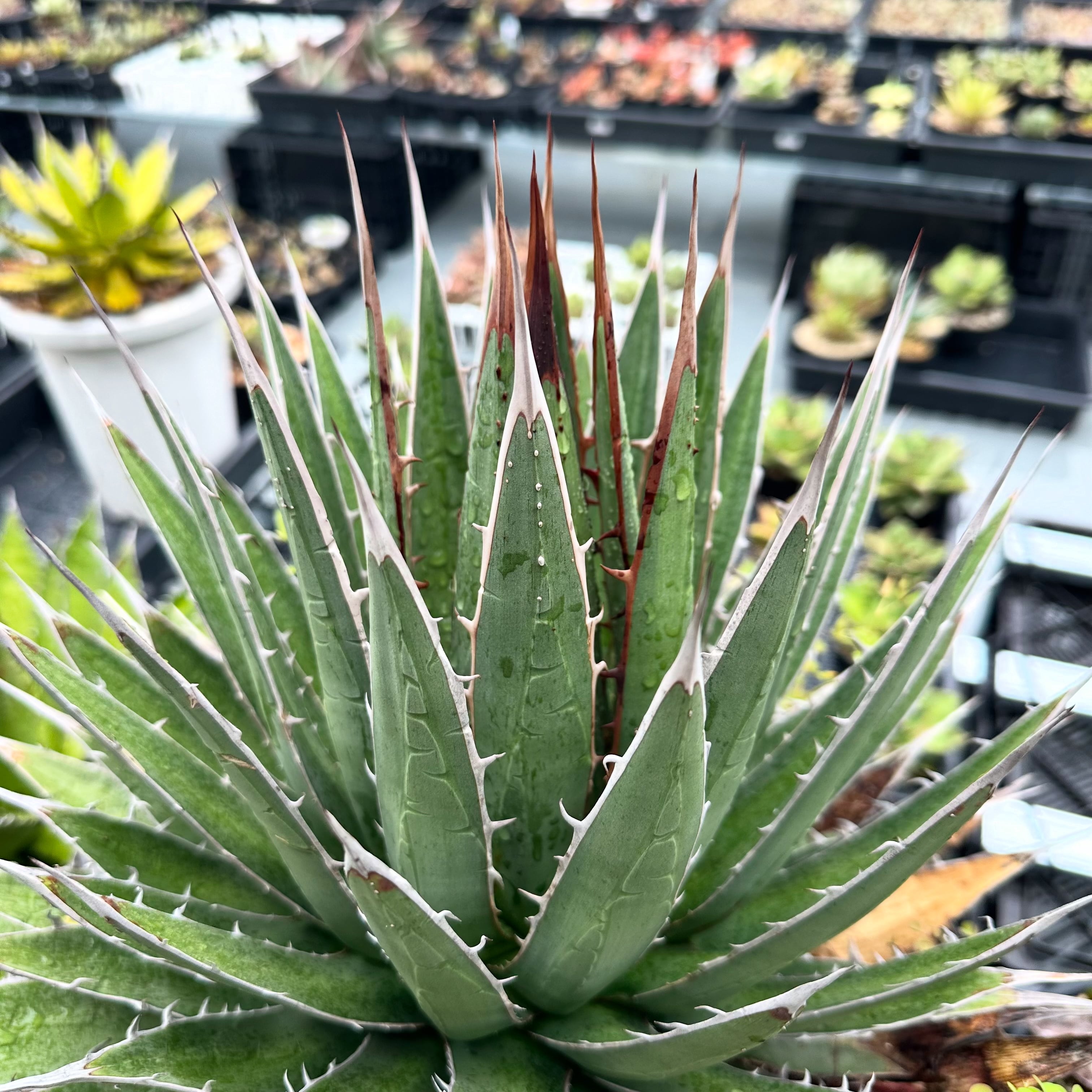 アガベ | THE CORE