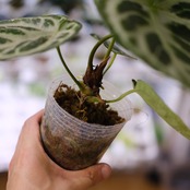 アンスリウム ドラヤキ × シルバーブラッシュ / Anthurium Dorayaki × Anthurium Silver brush⑰/ 観葉植物<育て方・花言葉>