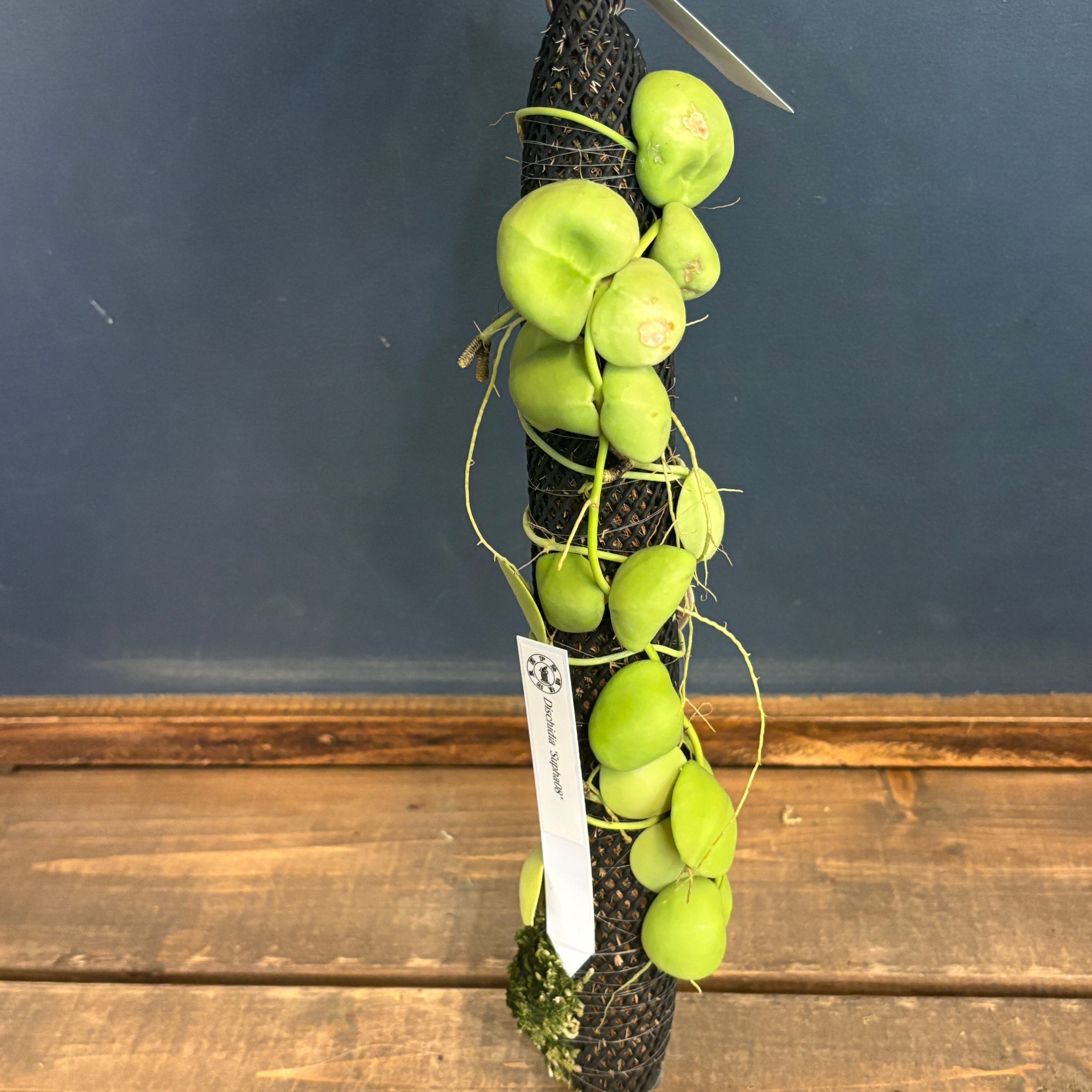 PROTOLEAF プロトリーフ