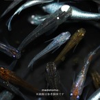 MIXメダカ稚魚 10匹 thumbnail 2
