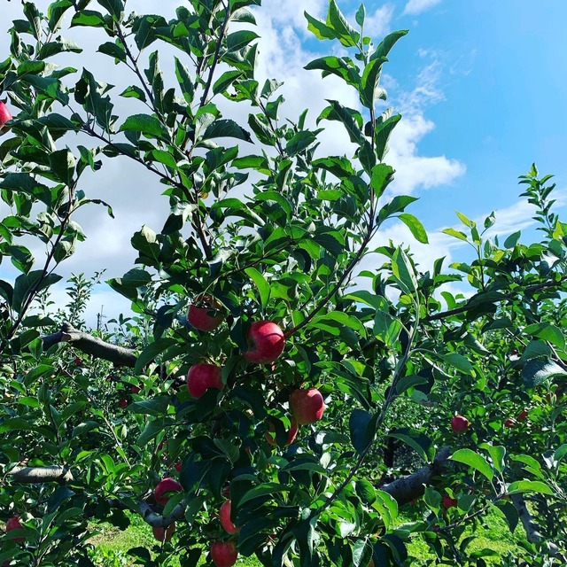 大人気 マルスミさんのりんご 【品種:秋映】1個