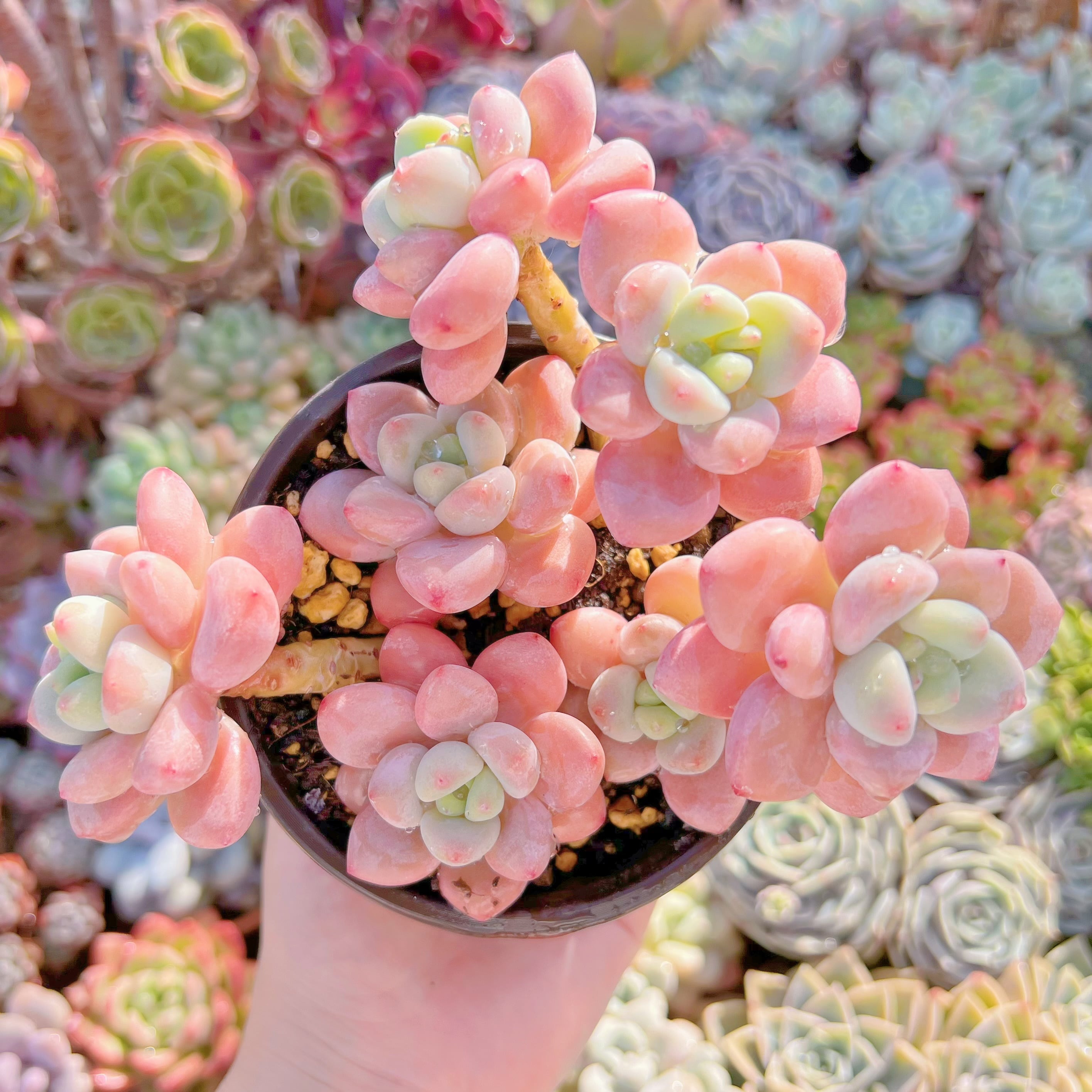 現品　マカロン#614　るる農園