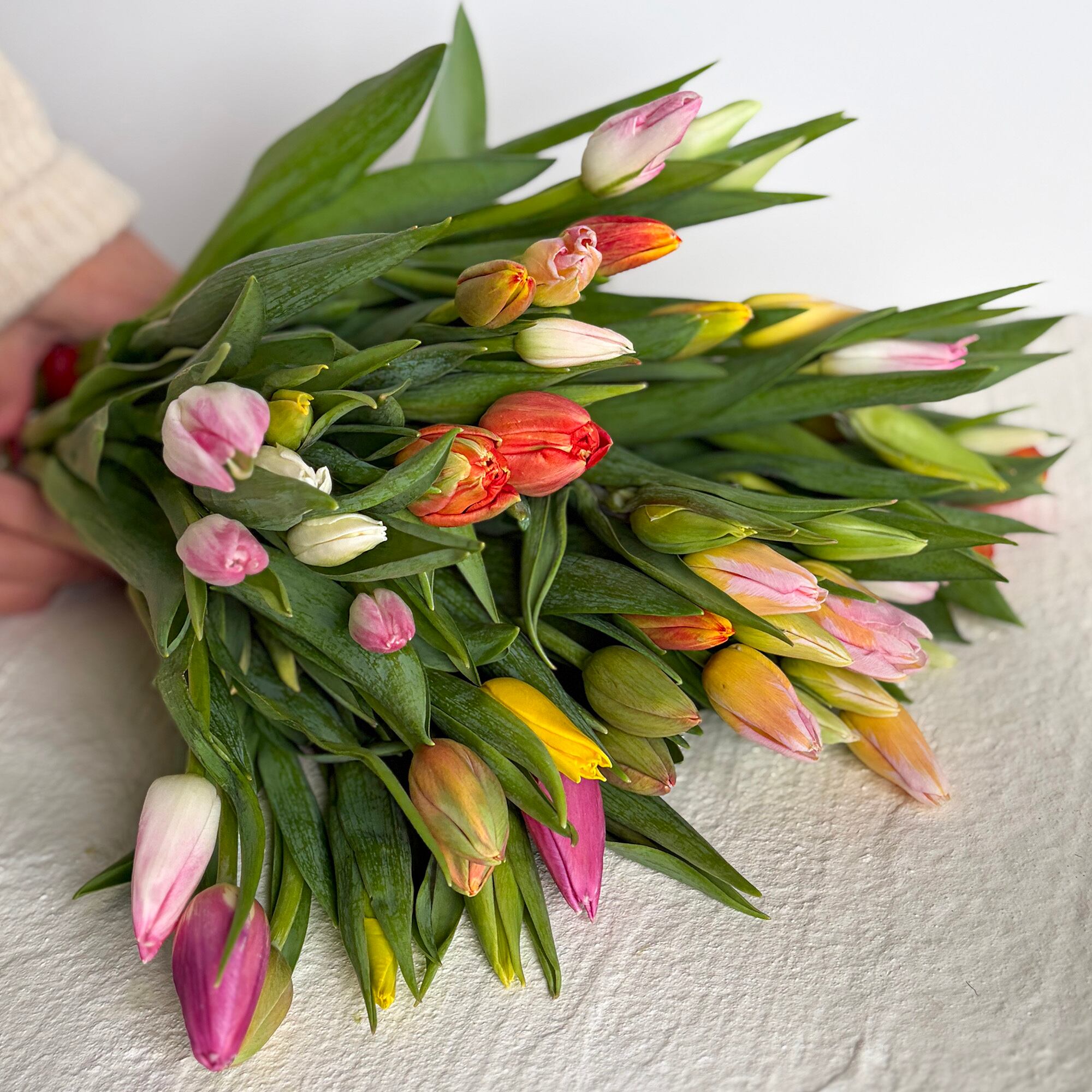 ワケあり チューリップ 50本〈富山県産〉☆規格外ですが、新鮮です