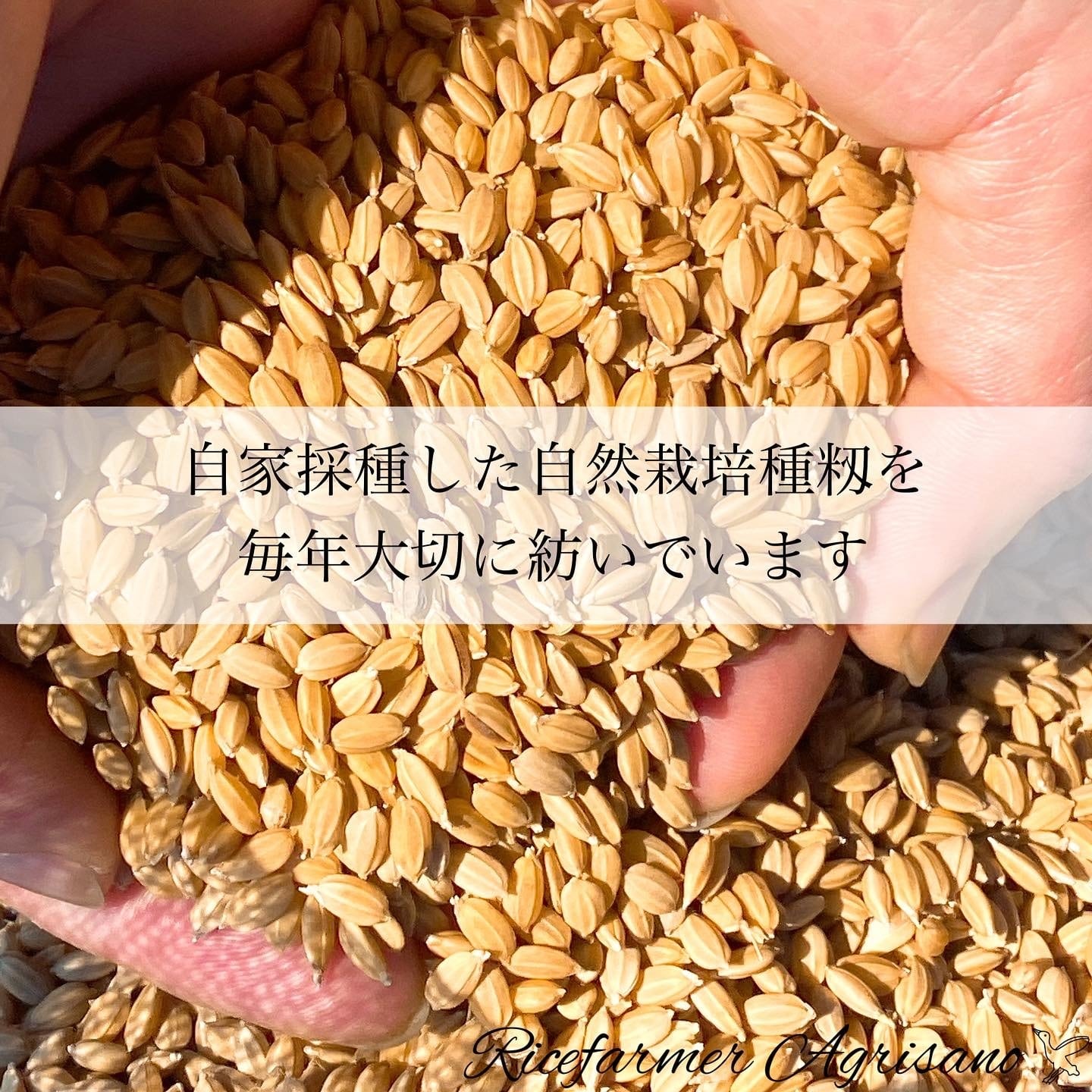 令和5年新米 自然栽培米 朝日 自家採種 玄米10kg×２ 農薬不使用・肥料不使用　あぐり佐野